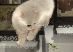 An artistic depiction of a fluffy white cat pouncing toward a green praying mantis painting.