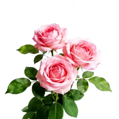 Rose natural floral handmade incense