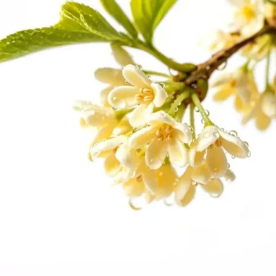 Natural osmanthus incense handmade incense