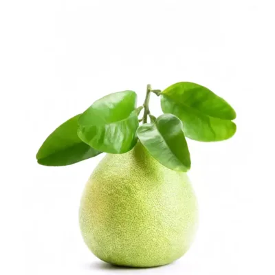 Natural grapefruit leaf incense sticks are handmade