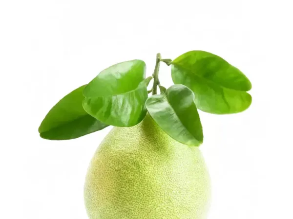 Handmade Grapefruit Leaf Incense Sticks showing natural fragrance and home ritual detail