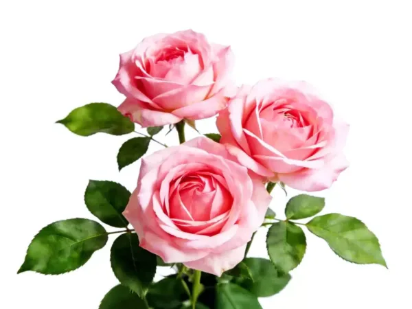 Handmade Rose Floral Incense Sticks showing natural fragrance and home ritual detail