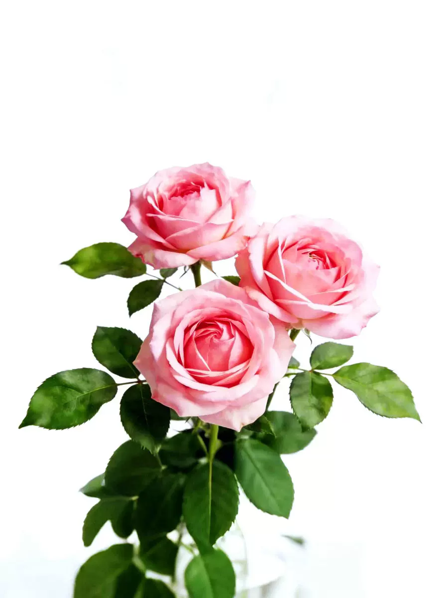 Handmade rose floral incense sticks with botanical floral tone