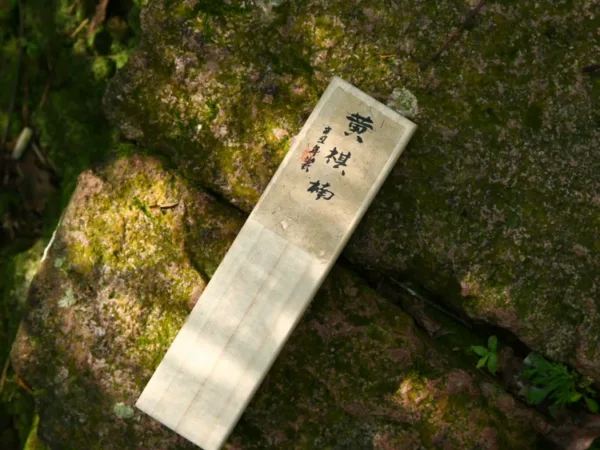 Huang Qinan (Premium Agarwood) Incense Sticks (50g) showing natural fragrance and home ritual detail